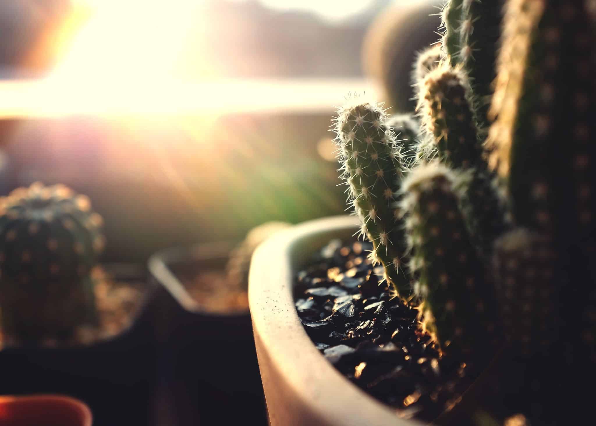 Cactos em vaso ao sol